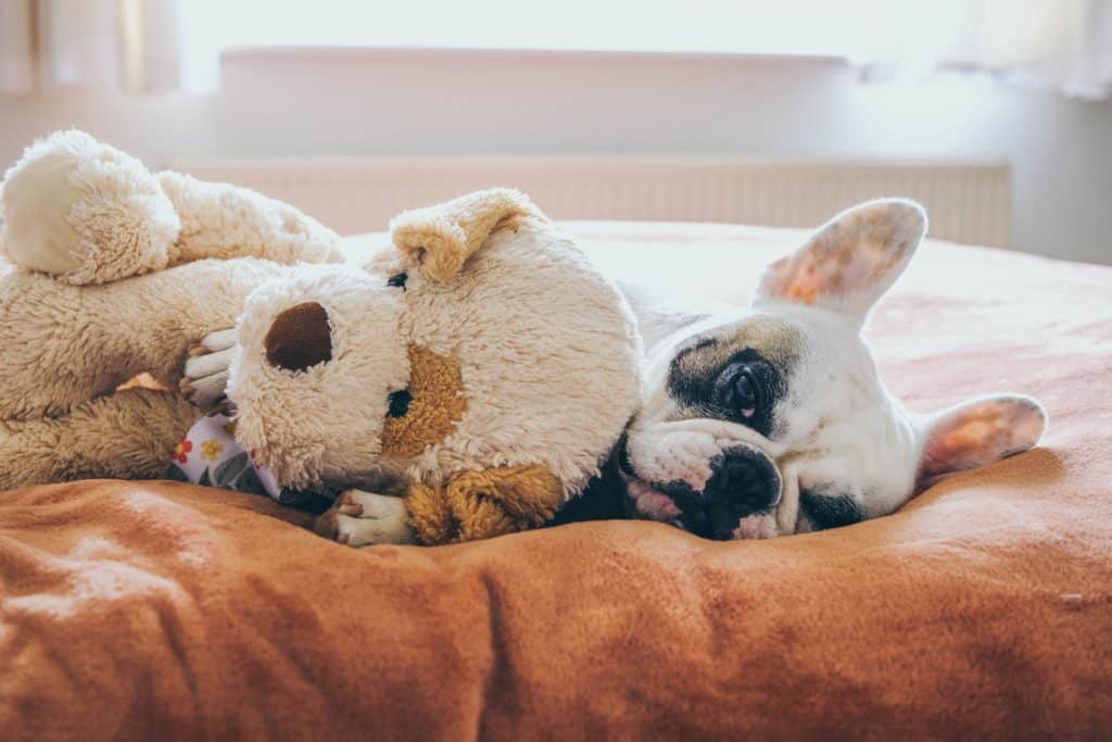 French bulldog with her teddy bear on bed
