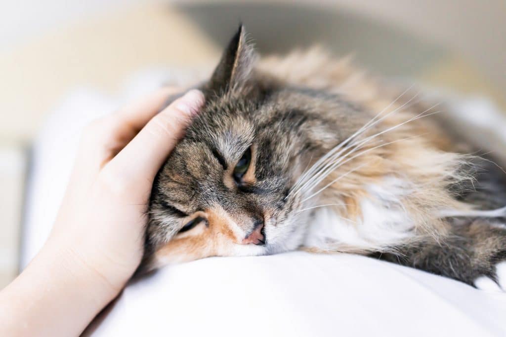 Retrato en primer plano de la cara triste de un gato calicó maine coon tumbado en una cama en una habitación, mirando hacia abajo, aburrido, con decaimiento y con la mano de una mujer acariciándole la cabeza.