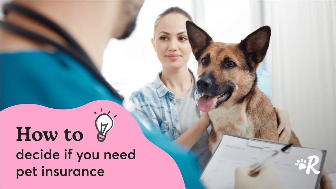 When Should You Get Pet Insurance?