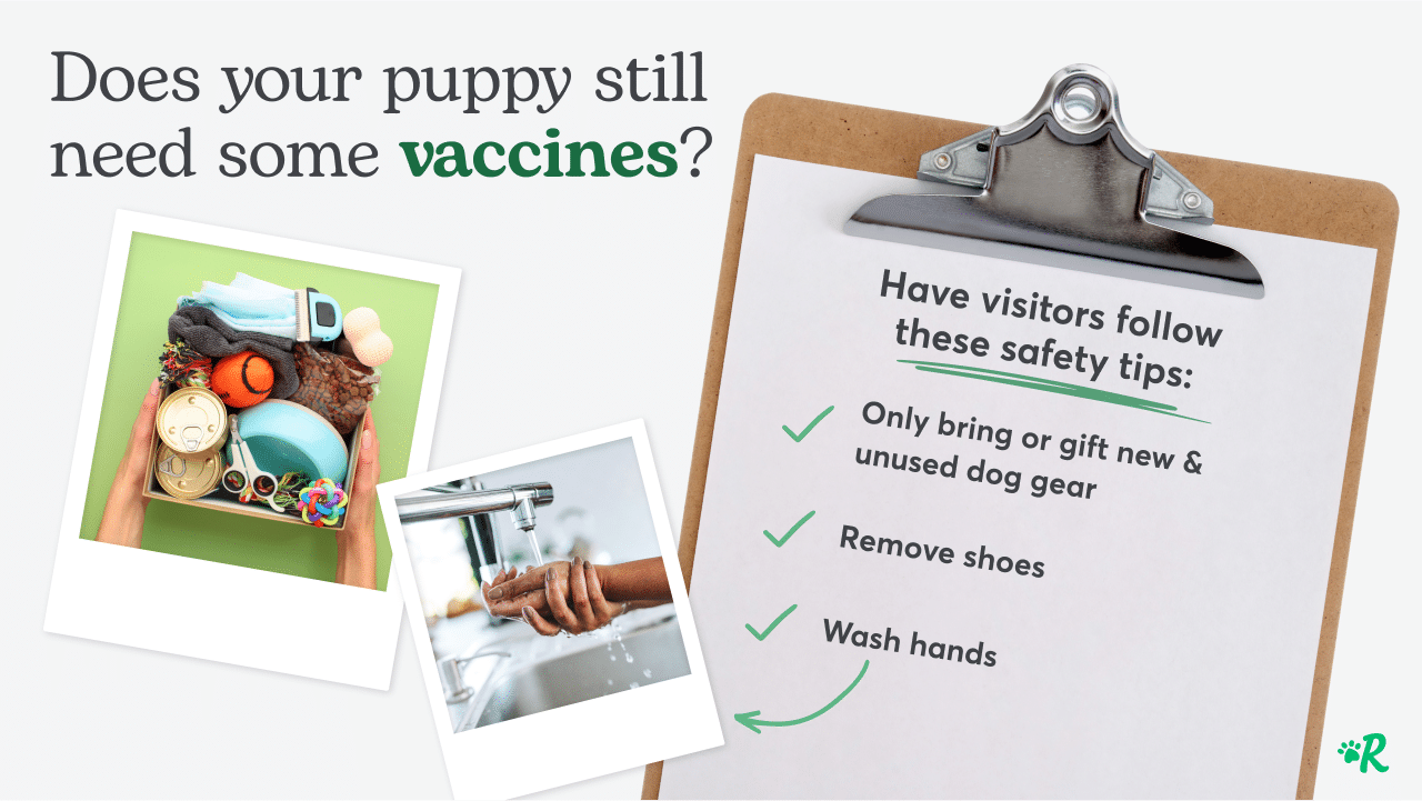 Vaccine safety tips for puppies on a clip board