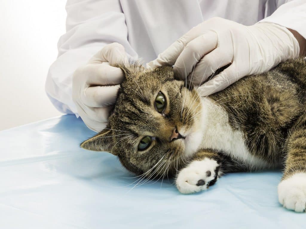 Un veterinario limpiando el oído de un gato en busca de ácaros