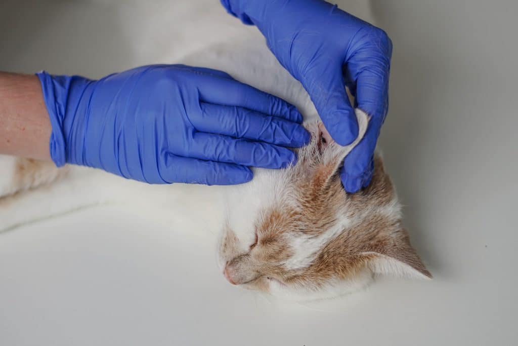 Un veterinario examinando a un gato con ácaros o infección de oído