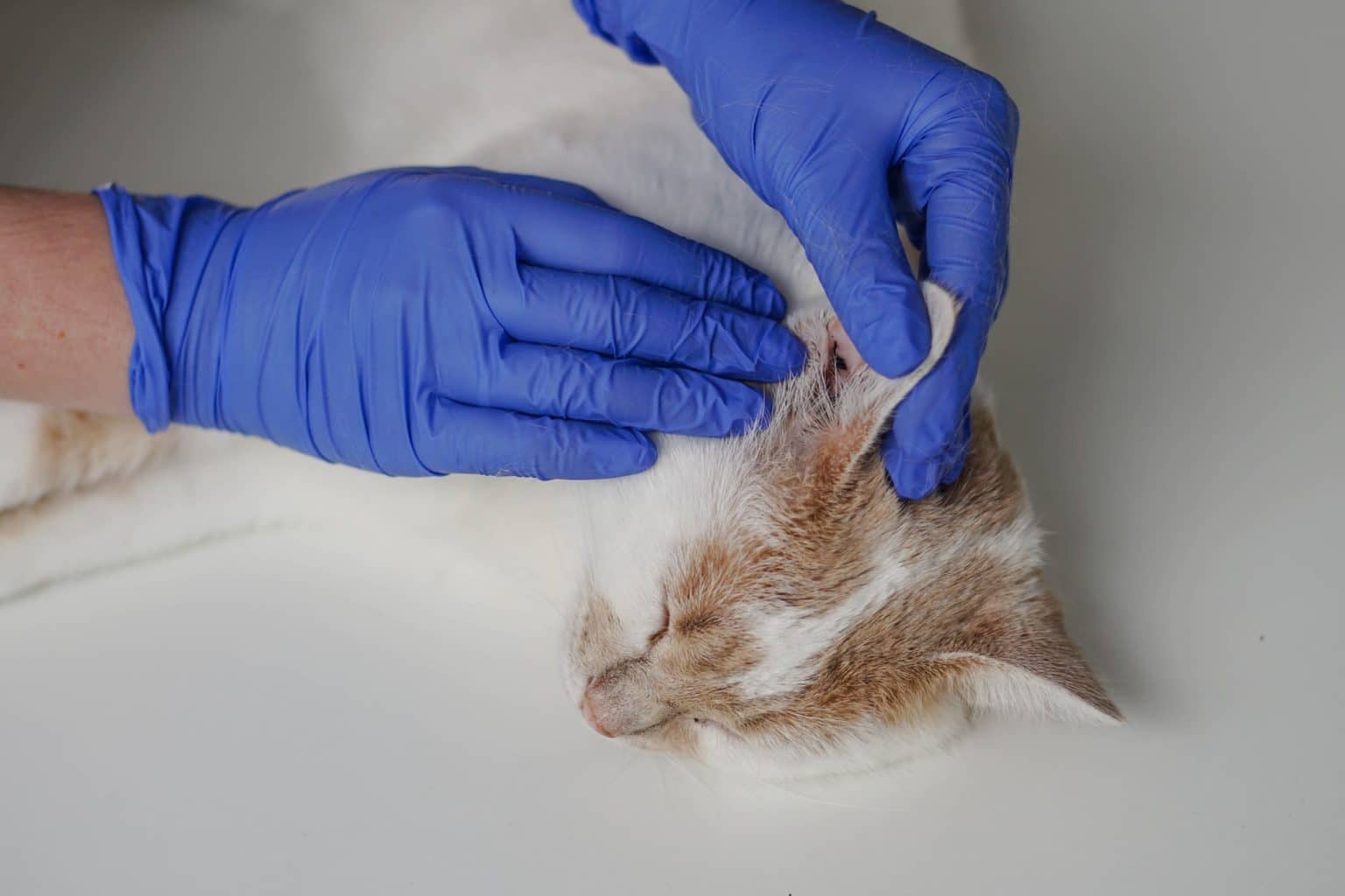 12 Common Cat Skin Problems