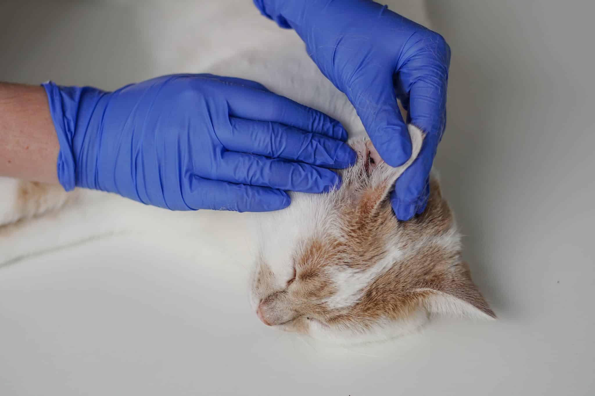 12 Common Cat Skin Problems