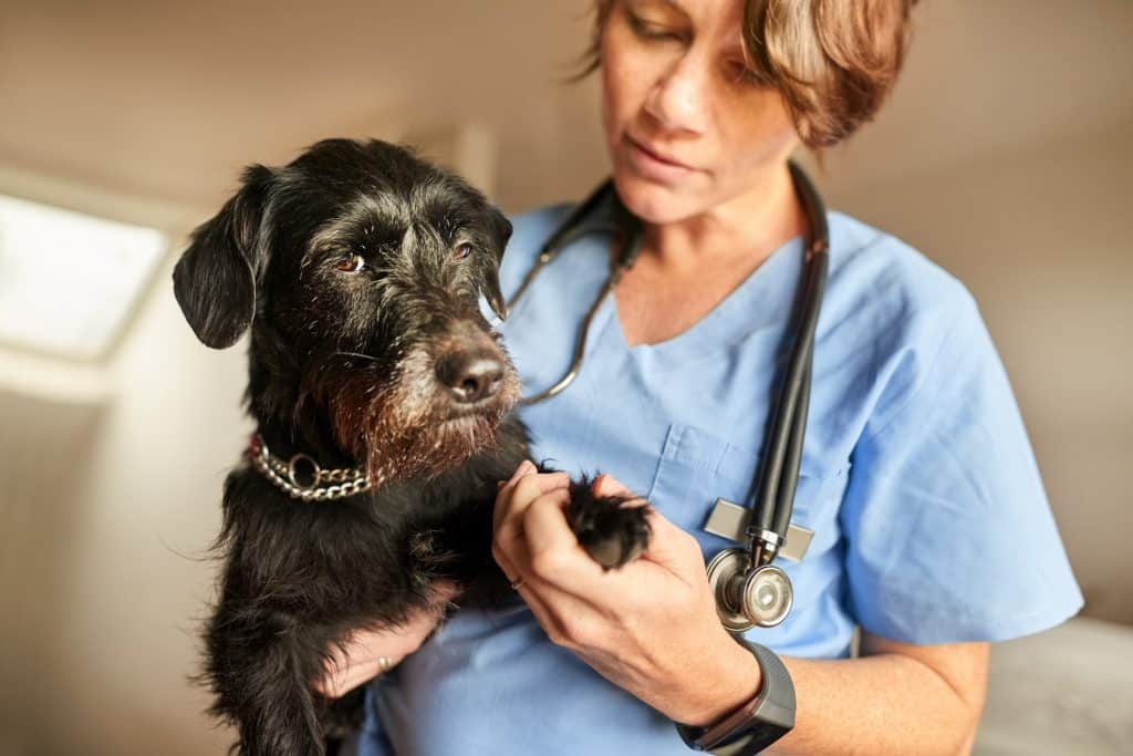 Eine Tierärztin, die den gebrochenen Nagel und die gebrochene Pfote eines Hundes untersucht