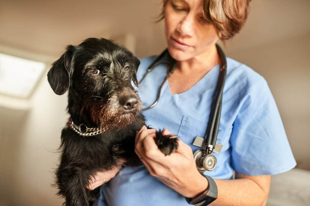 A veterinarian checking on a dog's broken nail and paw