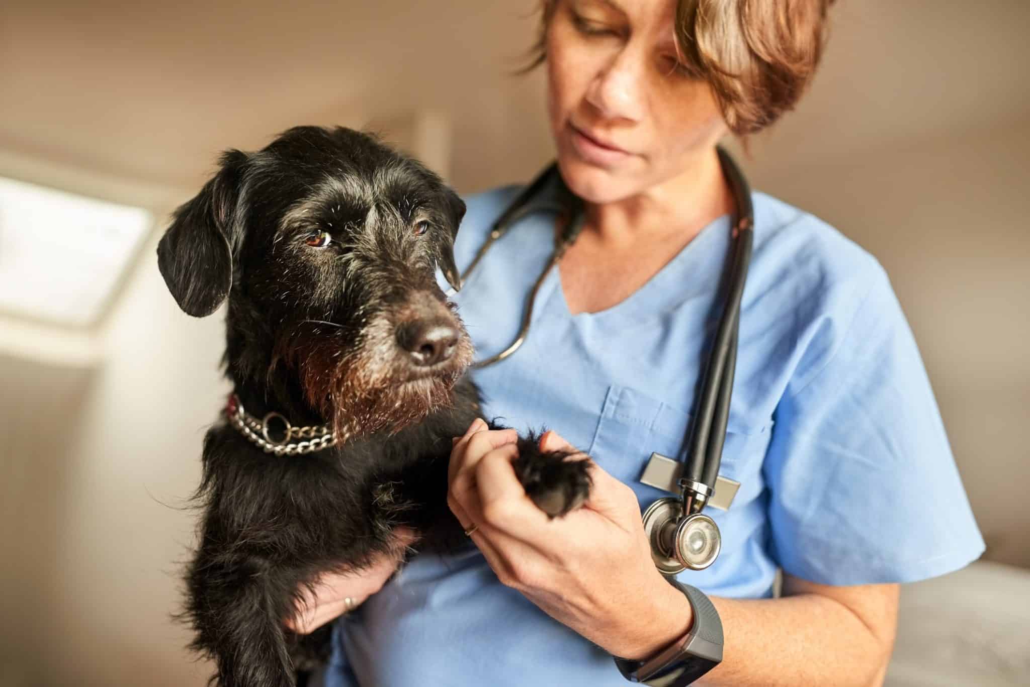 Griffe cassée chez le chien comment réagir et le traiter