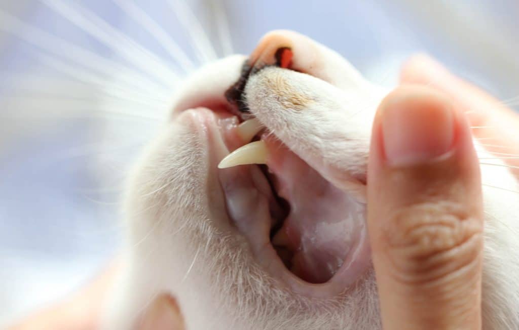 A vet checking a cat's swollen bottom lip