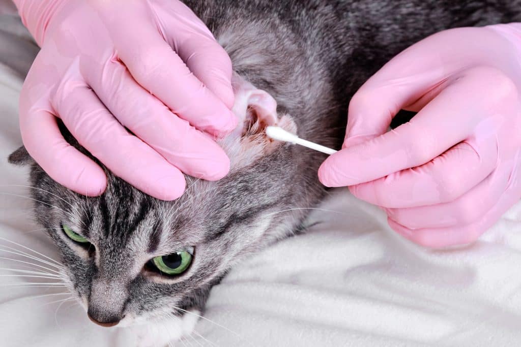Un veterinario limpiando profesionalmente los oídos de un gato