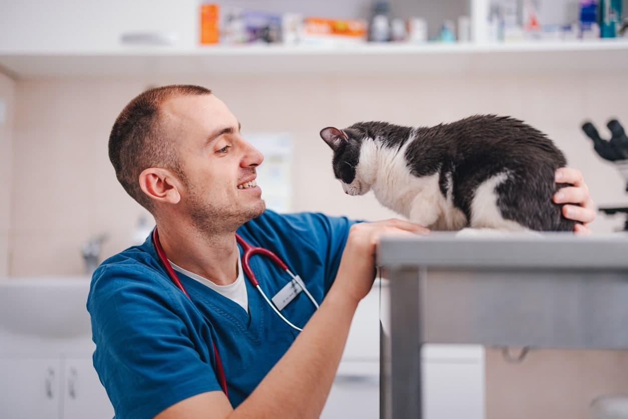 Feline Hyperesthesia Causes, Symptoms, Outlook & Treatment