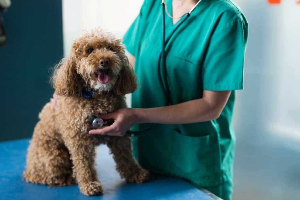 A vet examining a dog for a rash