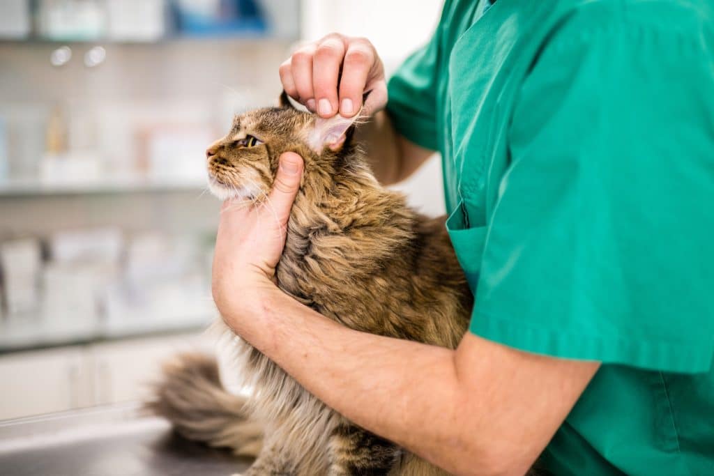 A vet examines a cat's head and ears