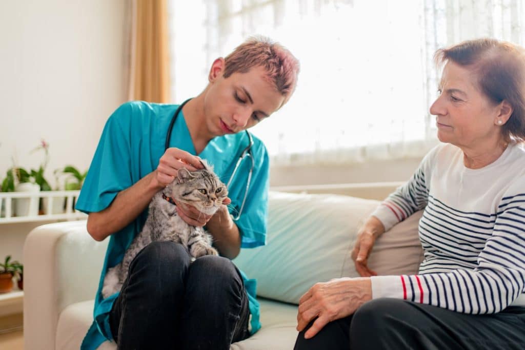 A vet giving a cat first aid with owner at home