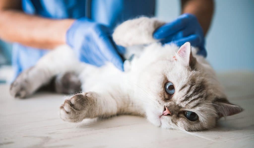 A vet inducing vomiting in a sick cat