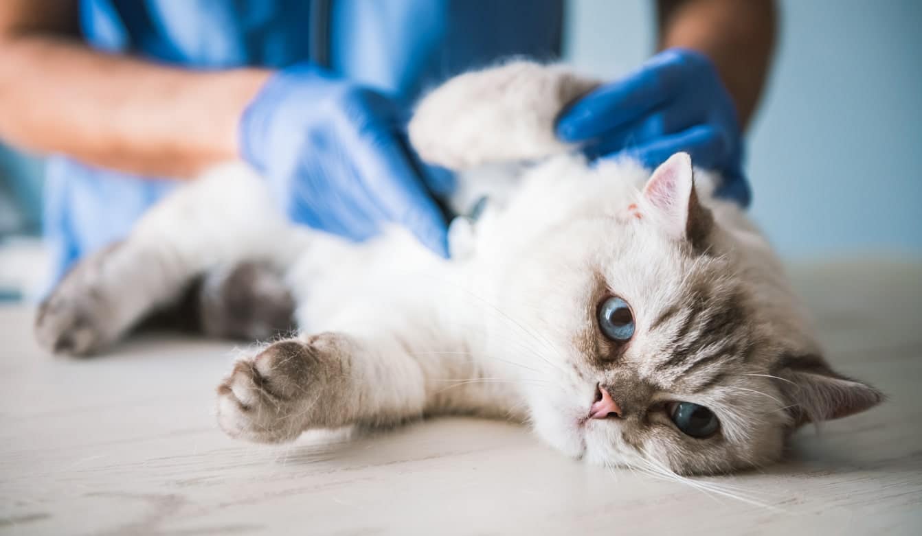 Should You Make A Cat Throw Up At Home?