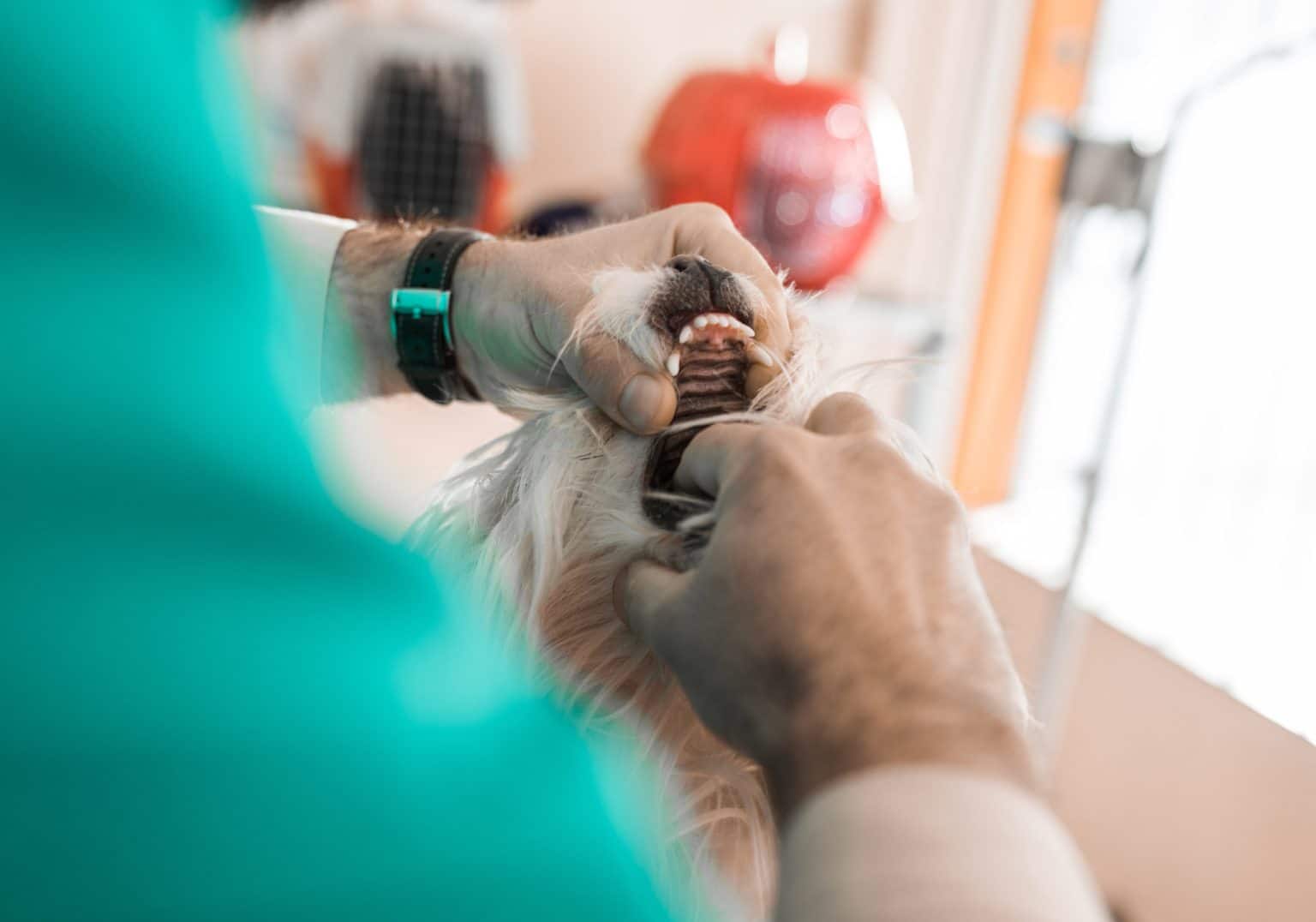 What to do if your dog is choking step by step instructions