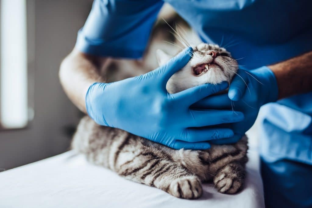 A vet examining a cat's teeth and gums