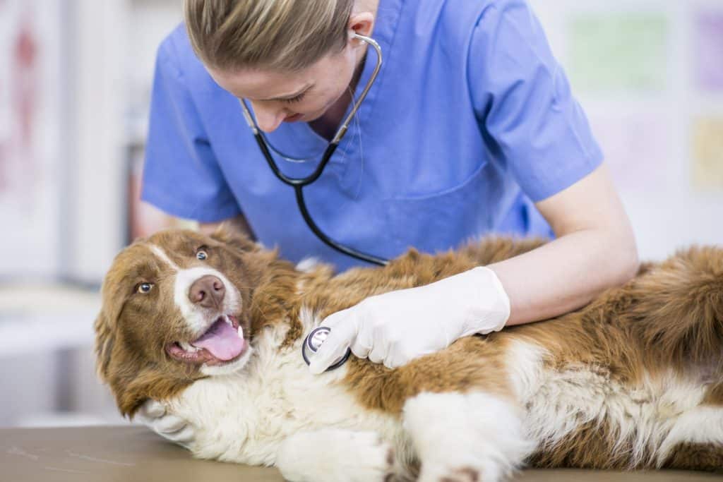 A vet treating a dog with bladder stones