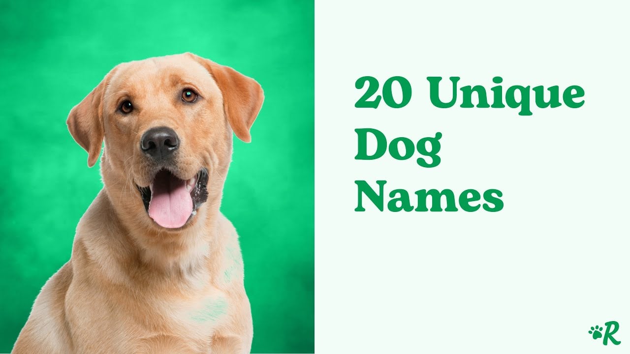 215 Rare Dog Names That Are Unique, Unusual, & Uncommon