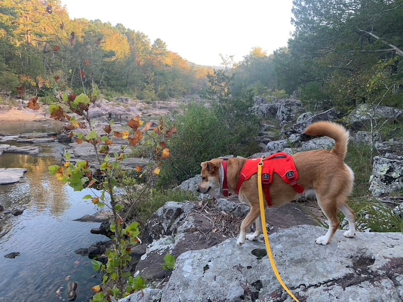 brown dog on rocks wearing red harness and yellow viper long leash