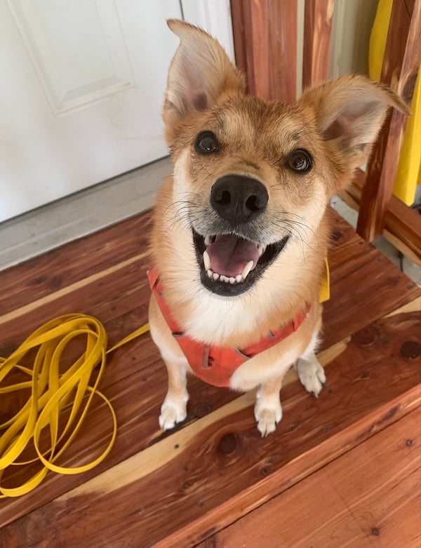 wet brown and white dog with Viper biothane long leash