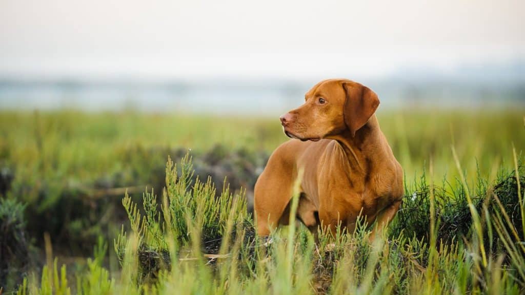 Vizsla Looking Away While Standing On Grassy Field