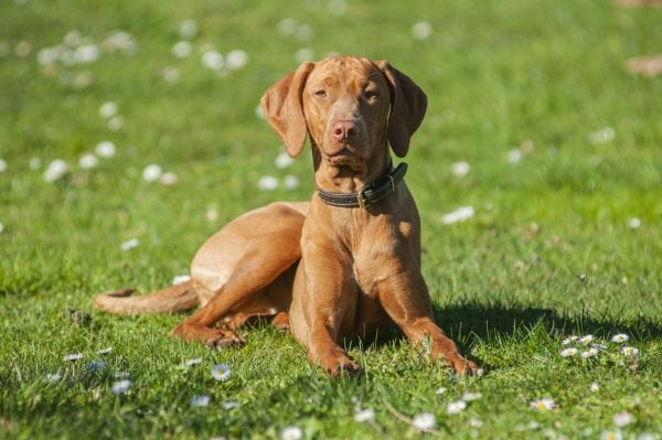 Vizsla wearing a collar sitting on grass