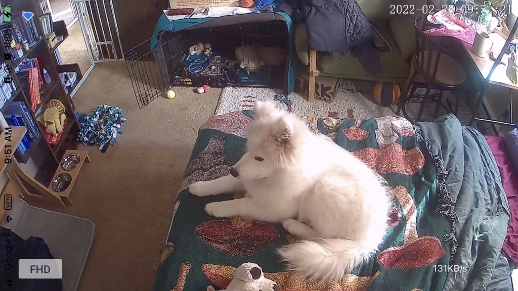 security-camera-screenshot-of-dog-on-bed