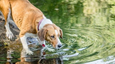 A companion dog drinking water from a lake in a forest