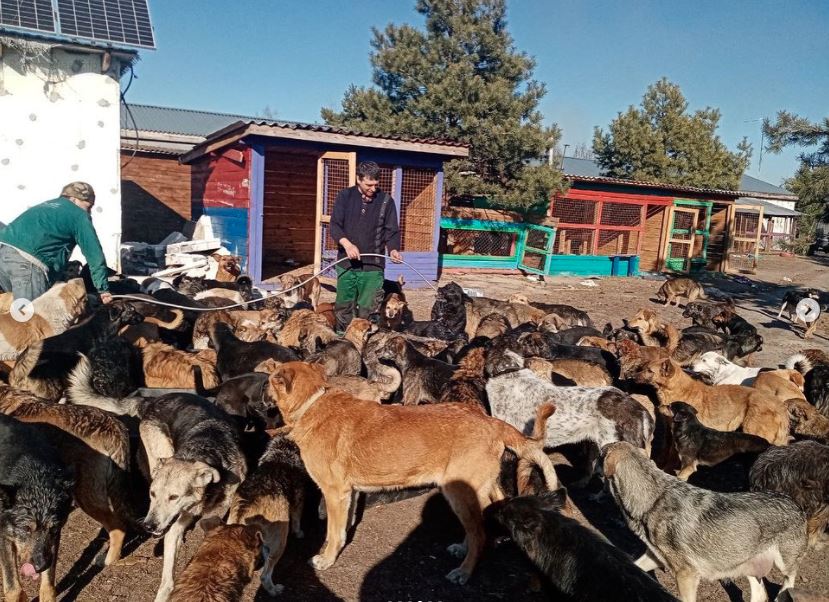 Coalition of Animal Shelters Work Together to Help Ukraine’s Pets