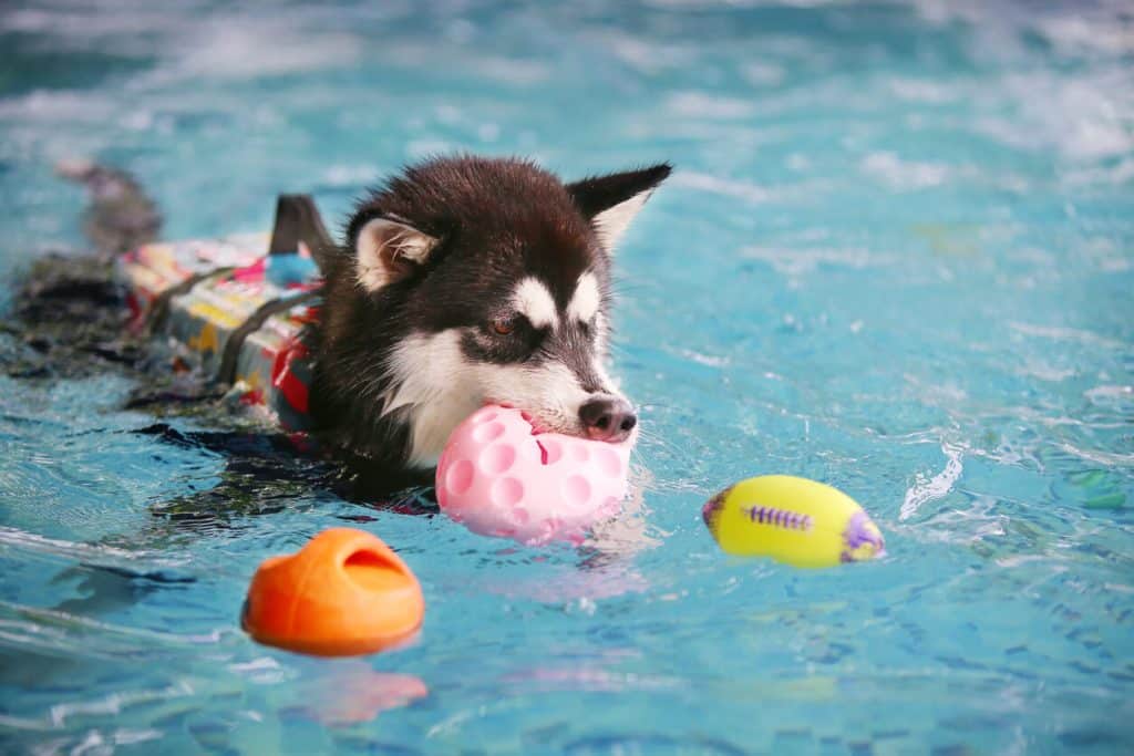 Alaskan Malamute puppy with a life-jacket, chasing water toys