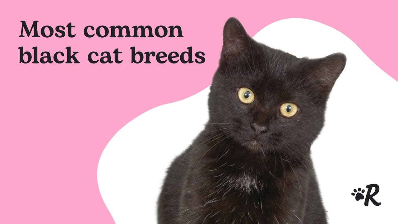 Black Cat Breeds 11 Breeds With Dark Coats