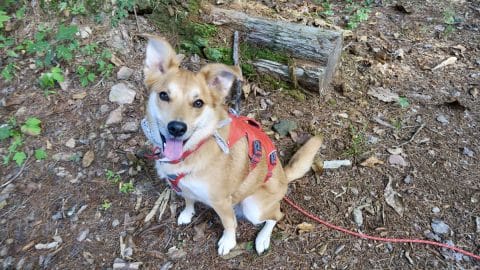 Ruffwear Web Master Harness