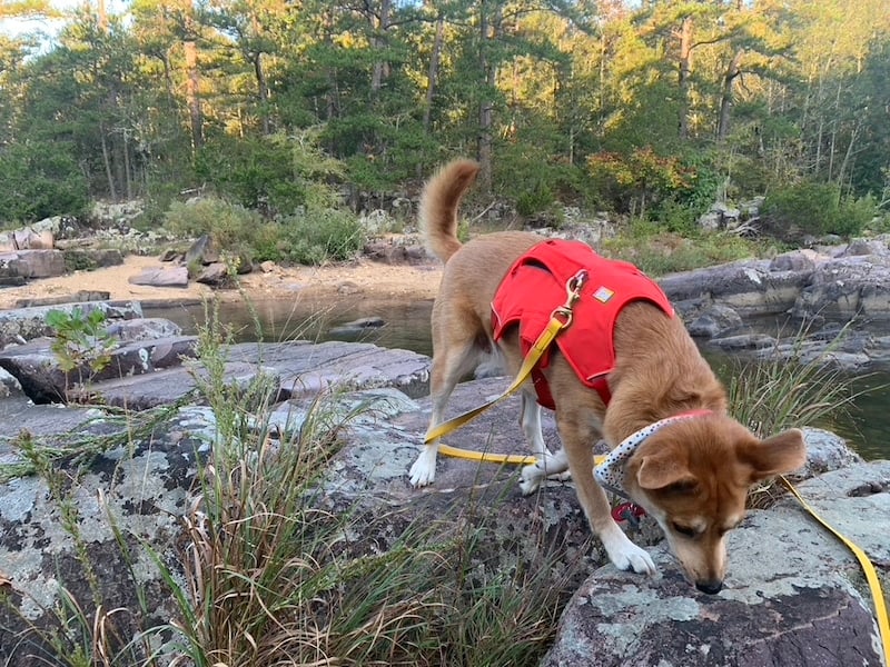 ruffwear web master dog harness