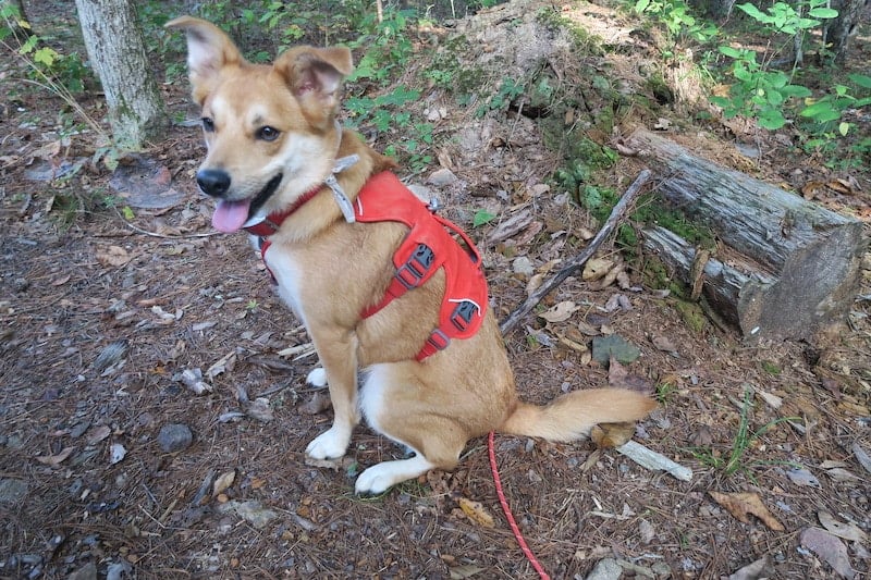 ruffwear web master dog harness