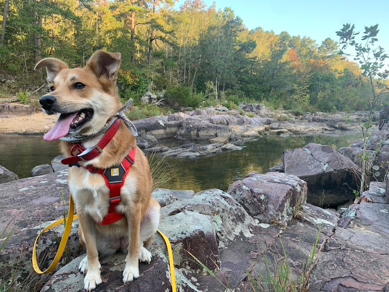 ruffwear web master dog harness