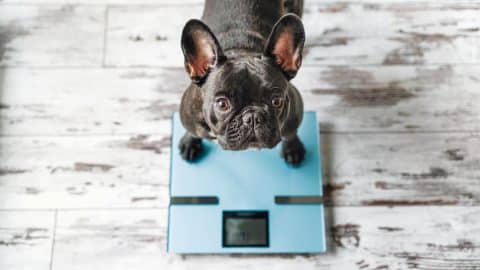 Cute French Bulldog standing on blue scale