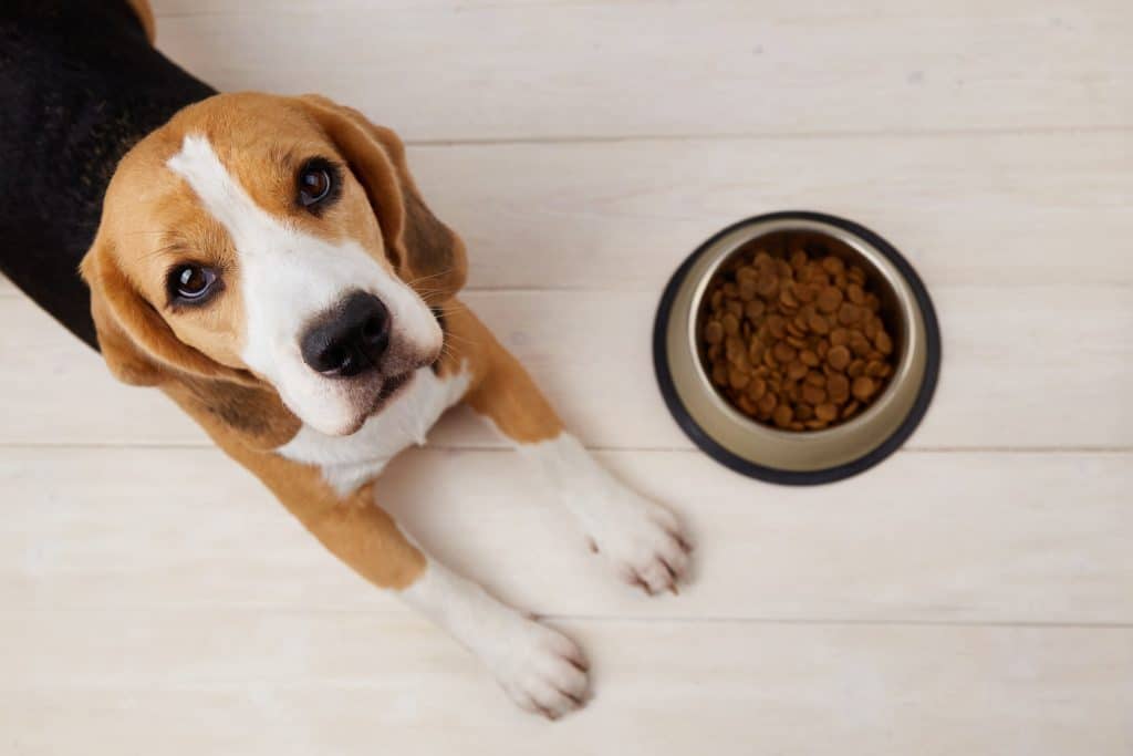 Dog food best for weight loss