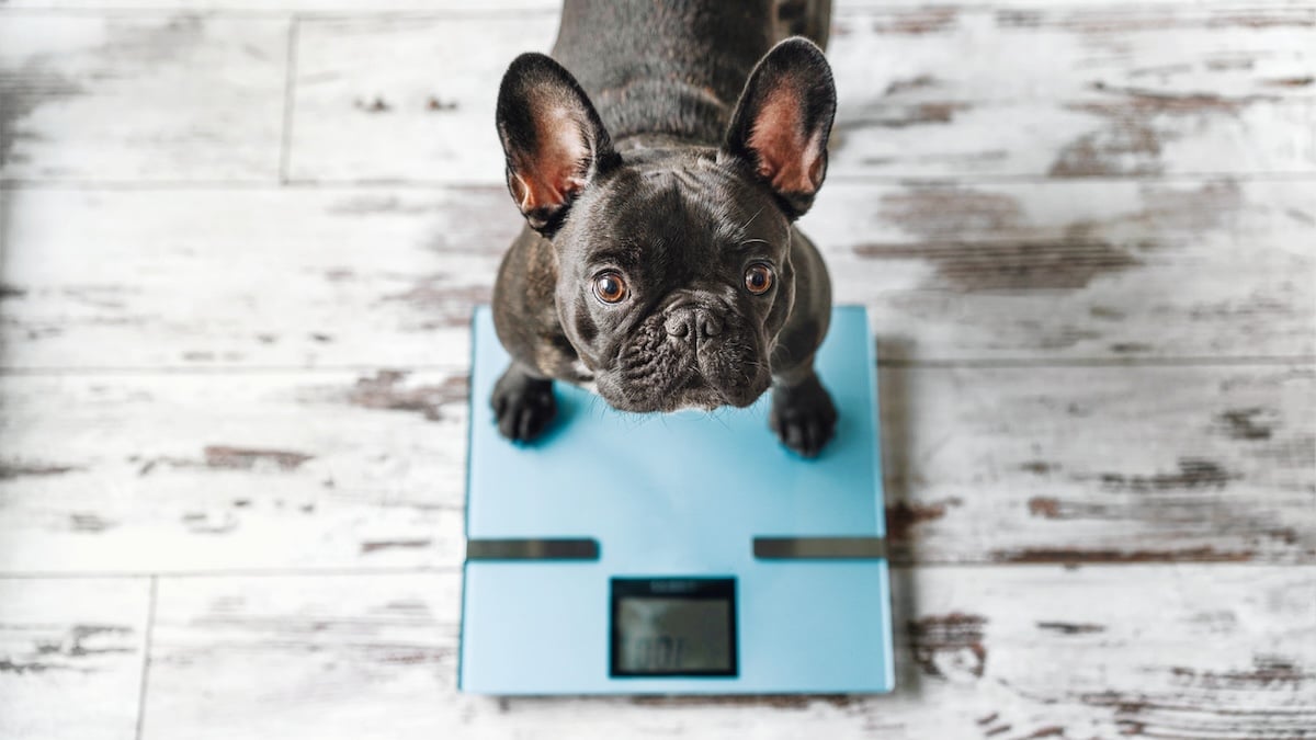 The 11 Best Dog Foods for Weight Loss