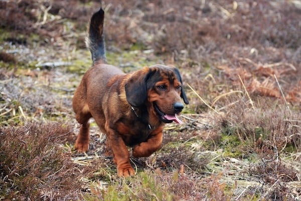 Alpine Dachsbracke a nice mediumsized dog