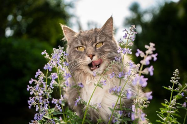 Cat licking catnip plant in garden