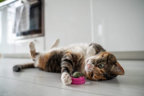 Cat lying on floor pawing at catnip toy