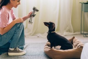 Person playing with dog in home