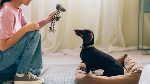 Person playing with dog in home