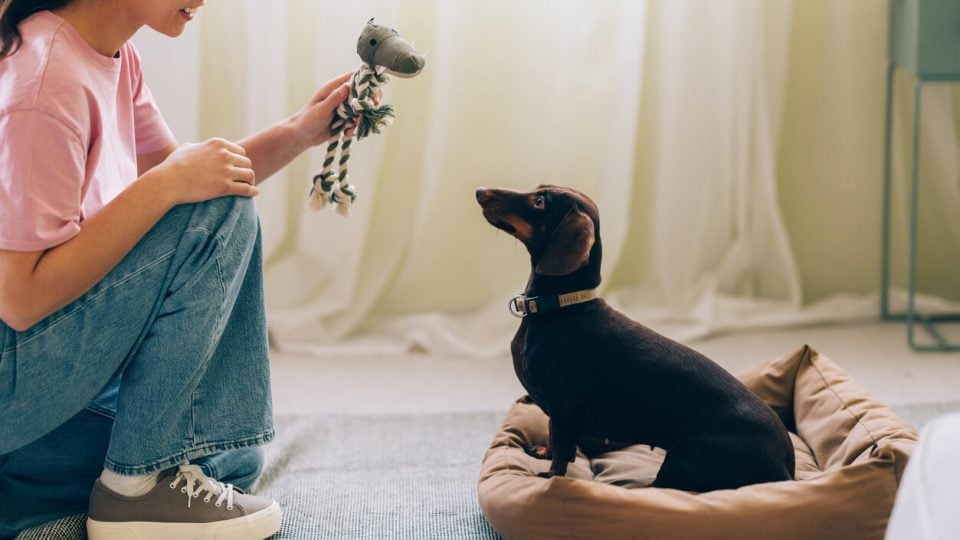 Person playing with dog in home