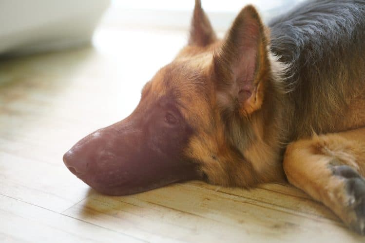 Deutscher Schäferhund liegt auf dem Boden