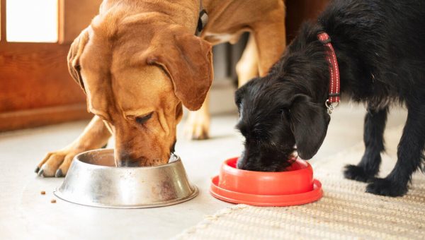 Two dogs eating from bowls