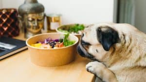 Small cute pug looking at a poke bowl on the table