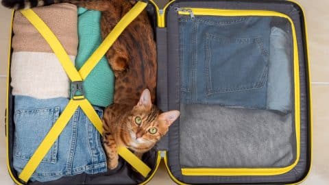 Domestic cat lies in a suitcase with things, ready for a trip.