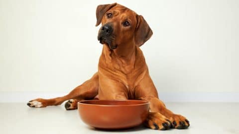 Brown dog lying next to empty food bowl waiting for feeding